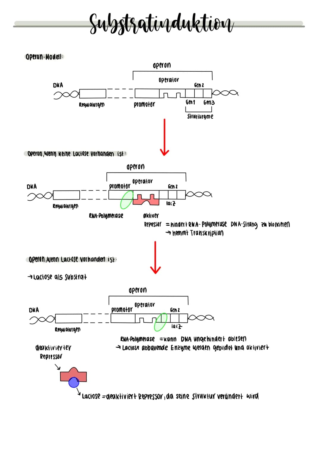 Operon-Modell:
DKA
DNA
Operon, wenn keine Lactose vorhanden ist:
DKA
Regulatorgen
Substratinduktion
Regulatorgen
Regulatorgen
deaktivierter
