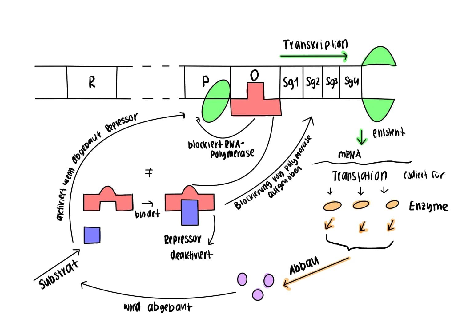 Operon-Modell:
DKA
DNA
Operon, wenn keine Lactose vorhanden ist:
DKA
Regulatorgen
Substratinduktion
Regulatorgen
Regulatorgen
deaktivierter
