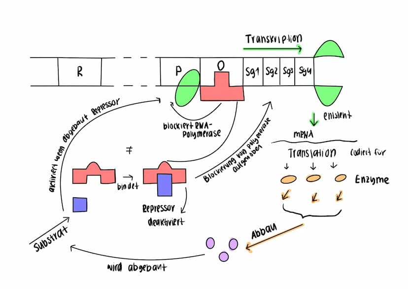 Operon-Modell:
DKA
DNA
Operon, wenn keine Lactose vorhanden ist:
DKA
Regulatorgen
Substratinduktion
Regulatorgen
Regulatorgen
deaktivierter
