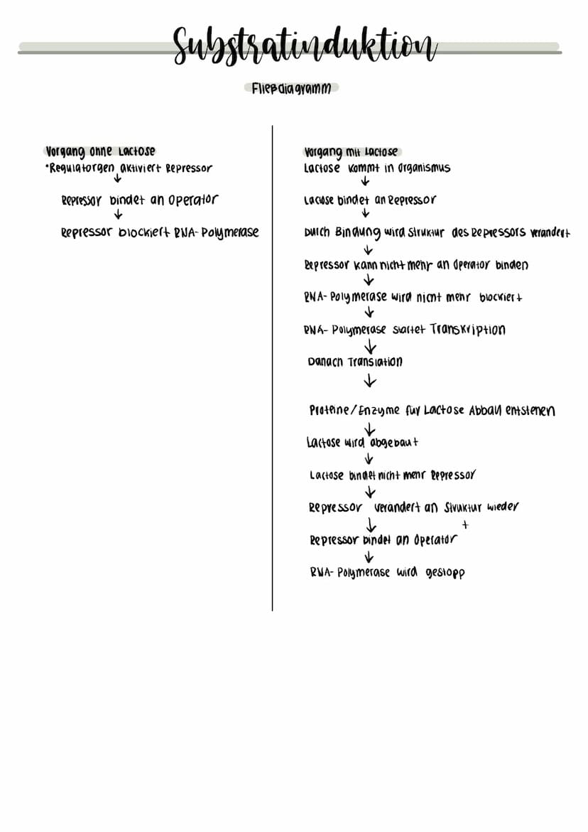 Operon-Modell:
DKA
DNA
Operon, wenn keine Lactose vorhanden ist:
DKA
Regulatorgen
Substratinduktion
Regulatorgen
Regulatorgen
deaktivierter
