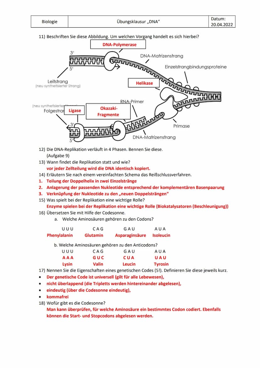 Biologie
1) Zeichnen Sie die komplementären Basenpaare.
2) Beschriften Sie diese Abbildung der DNA.
3'-Ende
HO
3₁
3
3⁰
5
5'-Ende
6) Was ist 