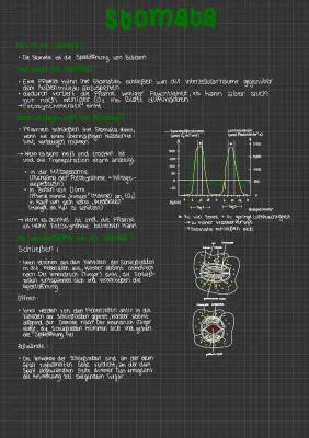 Know Stomata & Licht- und Schattenblatt thumbnail