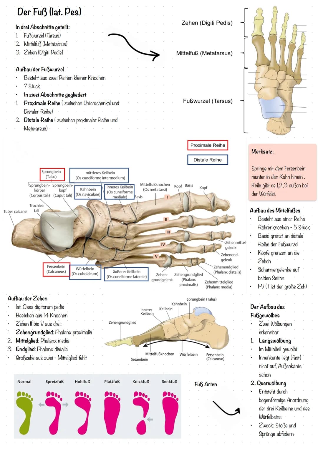 Der Fuß (lat. Pes)
In drei Abschnitte geteilt:
1. Fußwurzel (Tarsus)
2. Mittelfuß (Metatarsus)
3. Zehen (Digiti Pedis)
Aufbau der Fußwurzel

