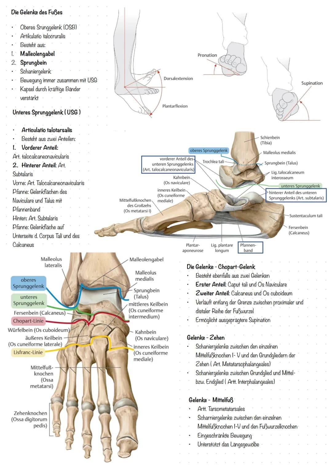 Der Fuß (lat. Pes)
In drei Abschnitte geteilt:
1. Fußwurzel (Tarsus)
2. Mittelfuß (Metatarsus)
3. Zehen (Digiti Pedis)
Aufbau der Fußwurzel
