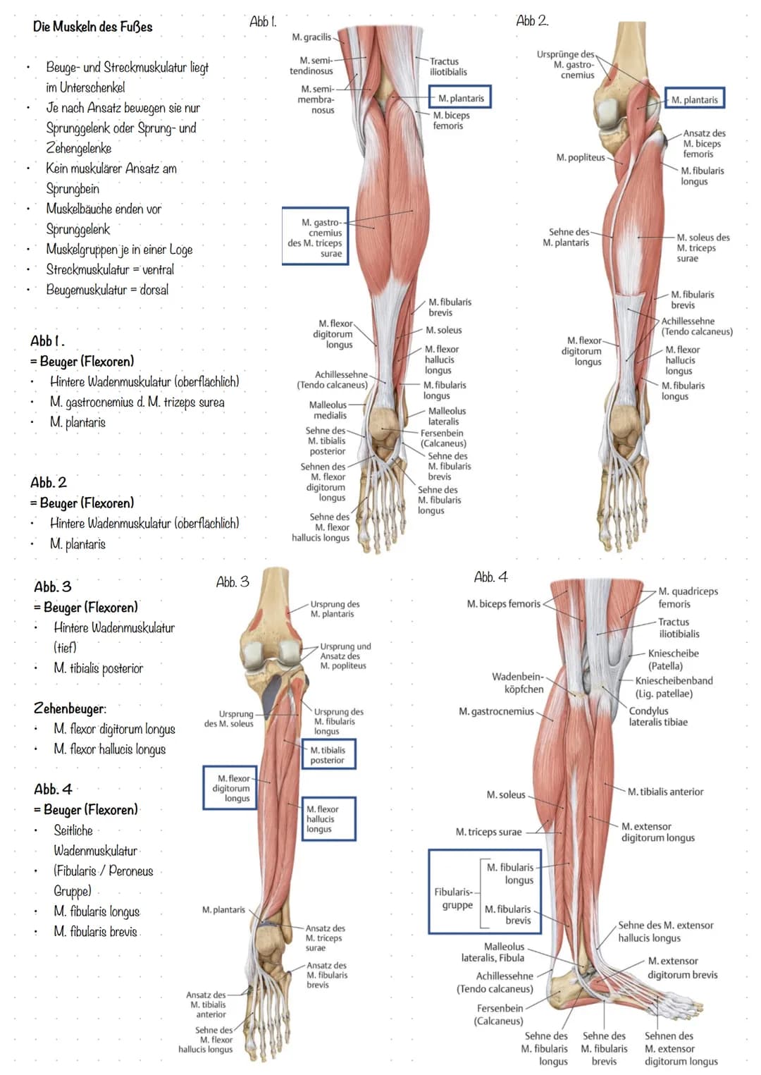 Der Fuß (lat. Pes)
In drei Abschnitte geteilt:
1. Fußwurzel (Tarsus)
2. Mittelfuß (Metatarsus)
3. Zehen (Digiti Pedis)
Aufbau der Fußwurzel
