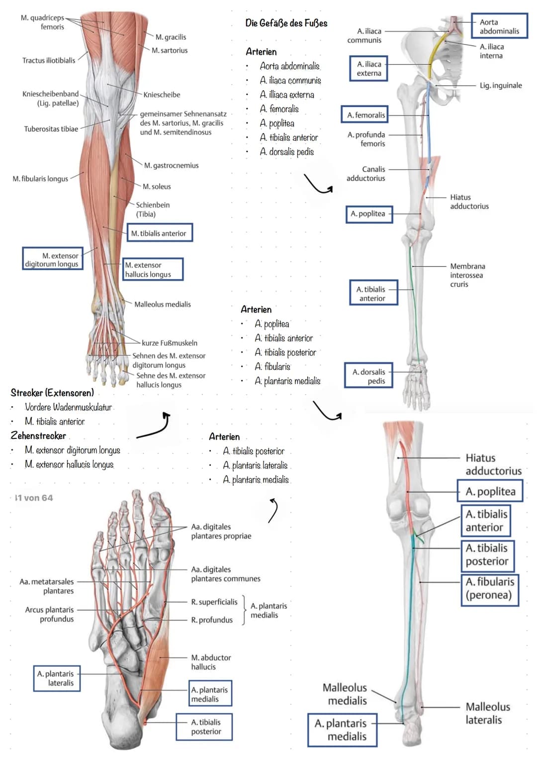 Der Fuß (lat. Pes)
In drei Abschnitte geteilt:
1. Fußwurzel (Tarsus)
2. Mittelfuß (Metatarsus)
3. Zehen (Digiti Pedis)
Aufbau der Fußwurzel
