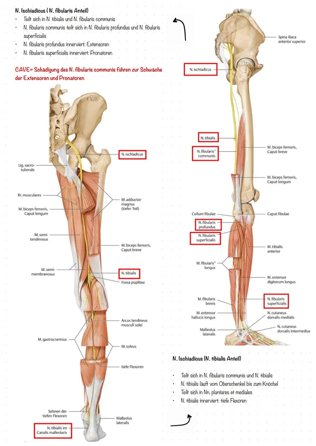 Der Fuß (lat. Pes)
In drei Abschnitte geteilt:
1. Fußwurzel (Tarsus)
2. Mittelfuß (Metatarsus)
3. Zehen (Digiti Pedis)
Aufbau der Fußwurzel
