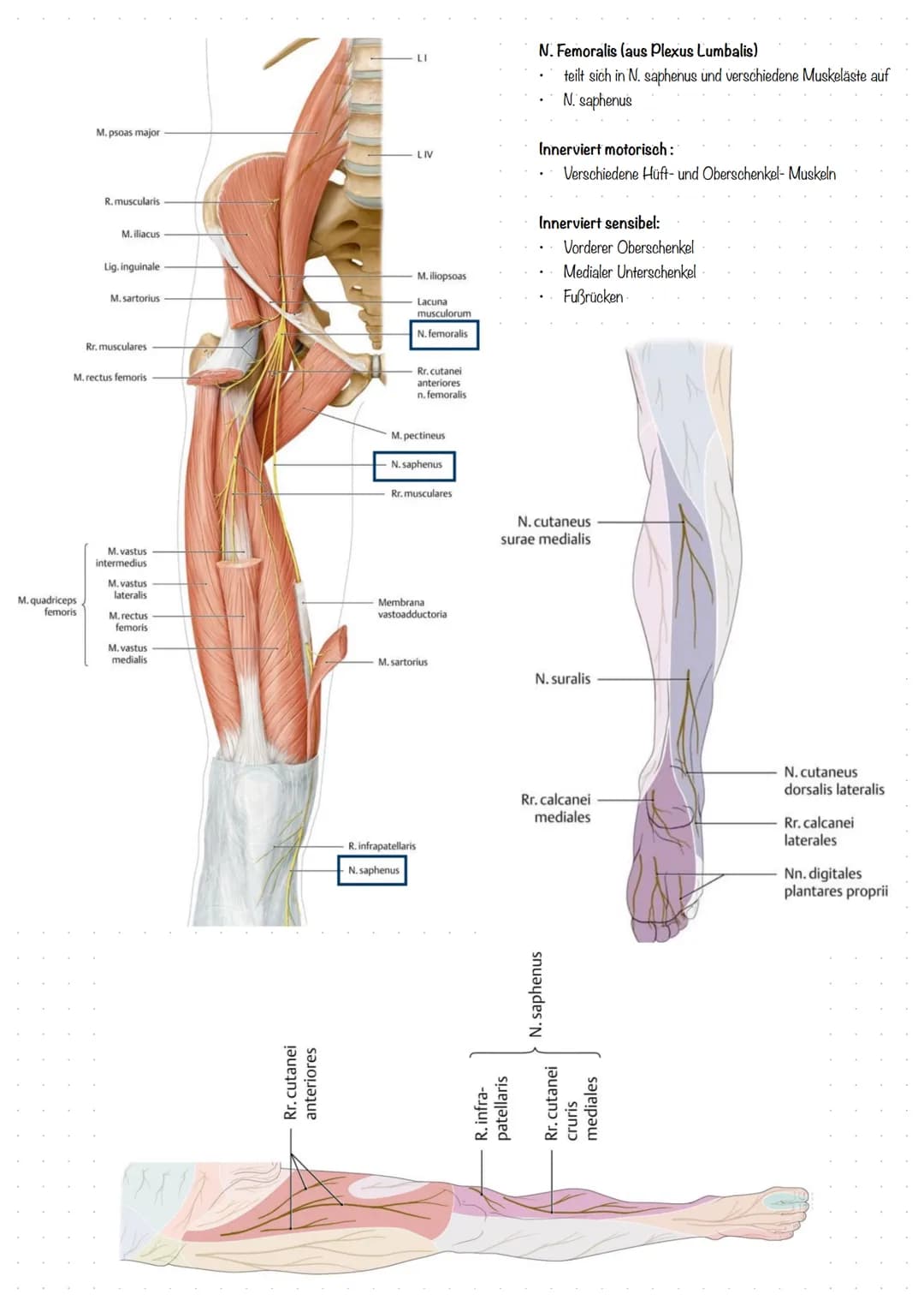 Der Fuß (lat. Pes)
In drei Abschnitte geteilt:
1. Fußwurzel (Tarsus)
2. Mittelfuß (Metatarsus)
3. Zehen (Digiti Pedis)
Aufbau der Fußwurzel
