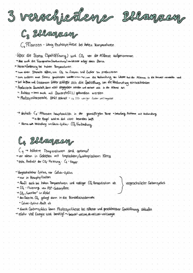 Know C3-, C4- und CAM-Pflanzen (Photosynthese)  thumbnail