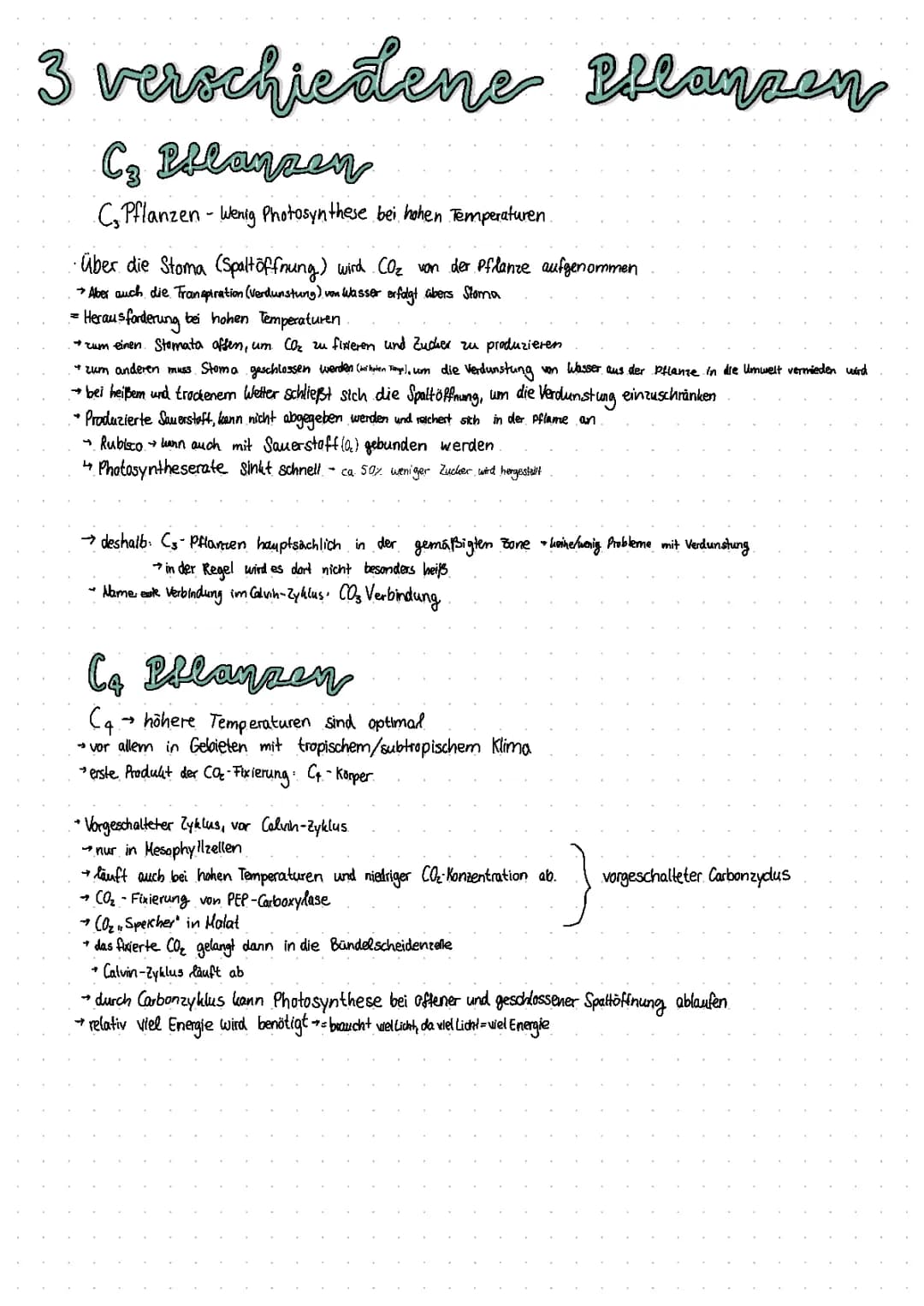 C3-, C4- und CAM-Pflanzen (Photosynthese) 