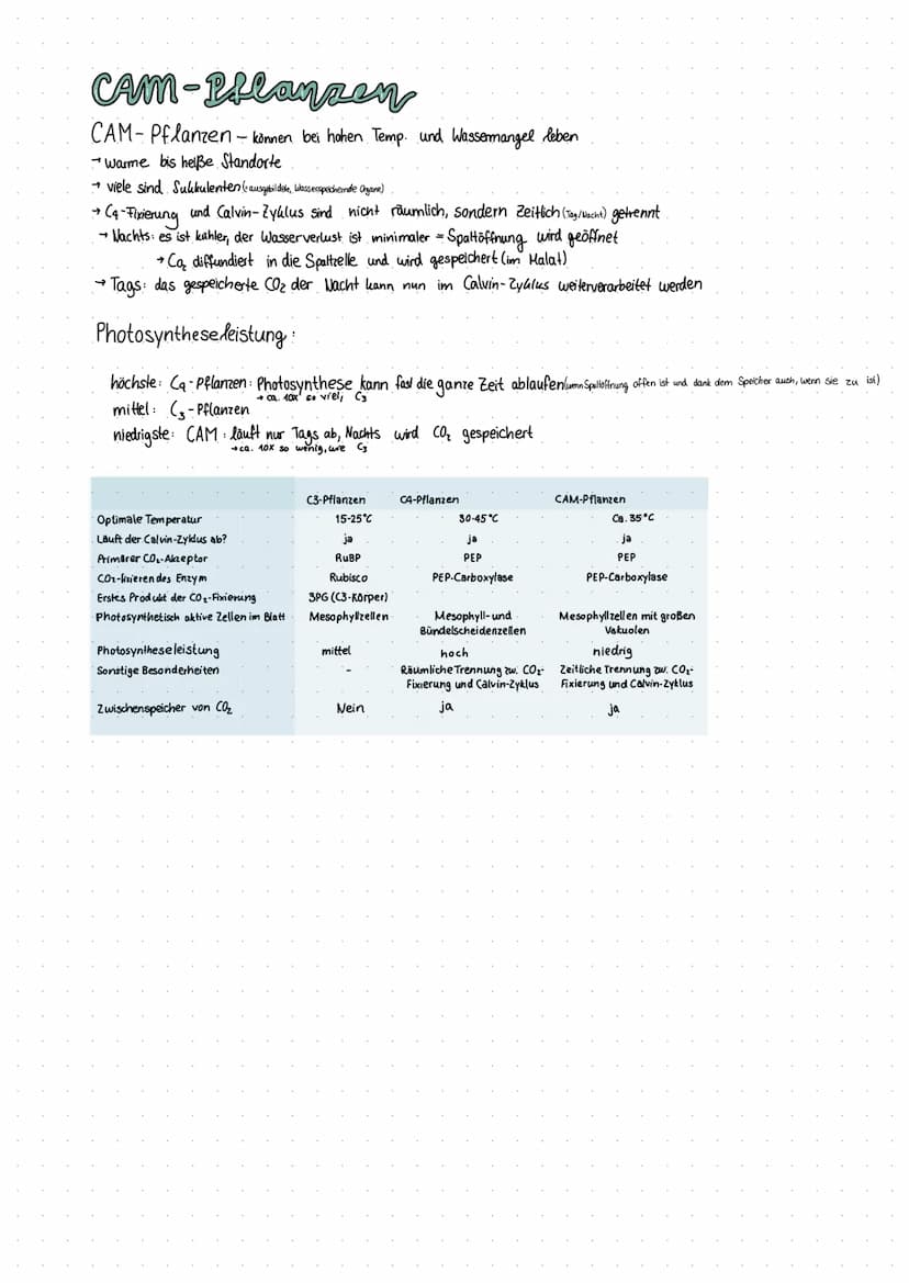 3 verschiedene Pflanzen
C₂ Pflanzen
C₂ Pflanzen - Wenig Photosynthese bei hohen Temperaturen.
· Über die Stoma (Spaltöffnung) wird CO₂ von d