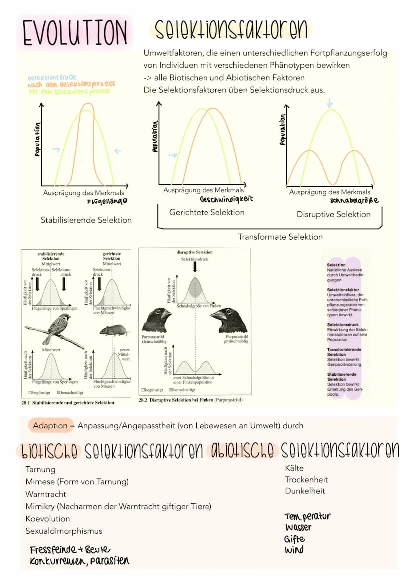 EVOLUTION Cuvier Lamarck Darwin
Cuvier
Katastrophentheorie
- Konstanz der Arten (keine Evolution)
- Naturkatastrophen Ursache für das Versch
