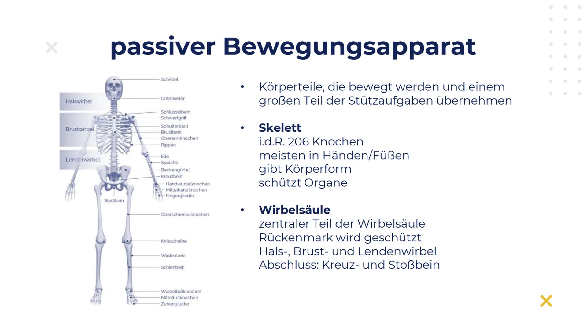 Elisabeth Atapin
Krafttraining
X
X Gliederung
X
01 BIOLOGISCHE
GRUNDLAGEN
aktiver/passiver Bewegungsapparat
Herz-Kreislauf
Atmung
02 FORMEN 