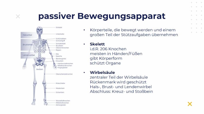 Elisabeth Atapin
Krafttraining
X
X Gliederung
X
01 BIOLOGISCHE
GRUNDLAGEN
aktiver/passiver Bewegungsapparat
Herz-Kreislauf
Atmung
02 FORMEN 
