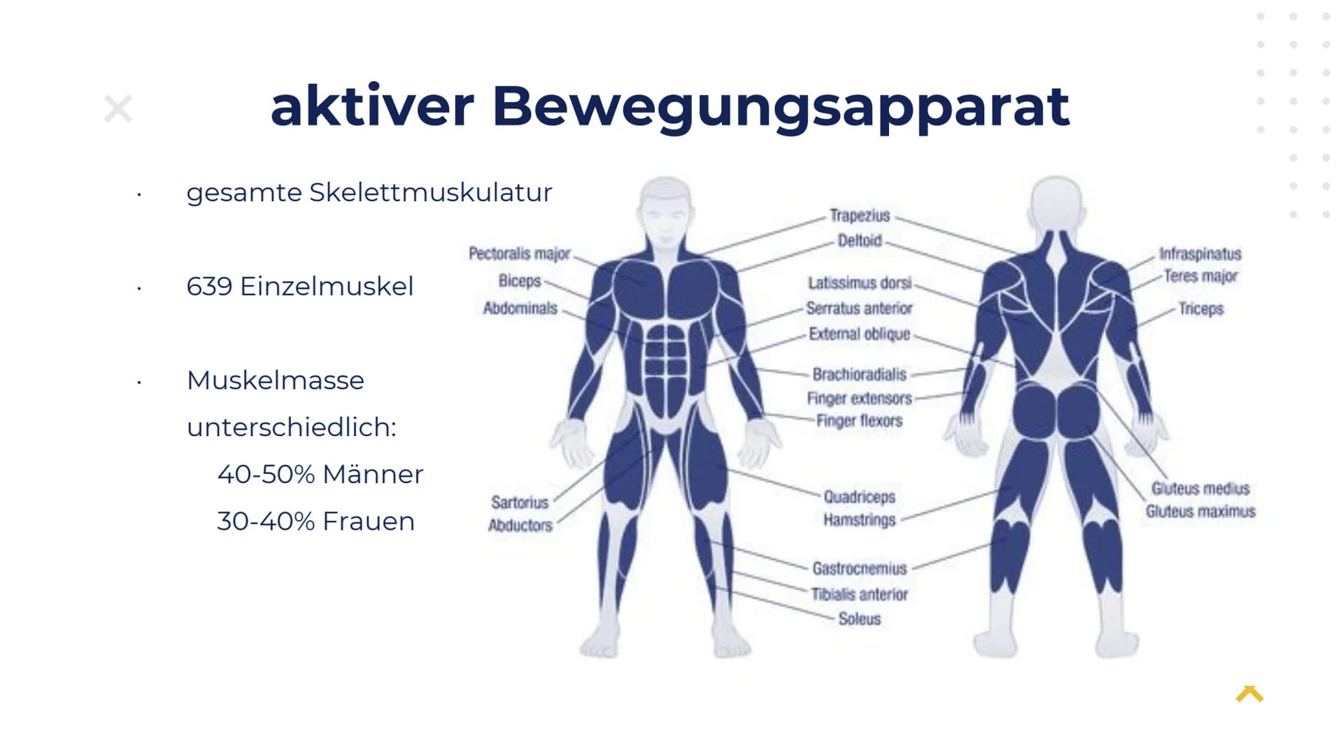 Elisabeth Atapin
Krafttraining
X
X Gliederung
X
01 BIOLOGISCHE
GRUNDLAGEN
aktiver/passiver Bewegungsapparat
Herz-Kreislauf
Atmung
02 FORMEN 