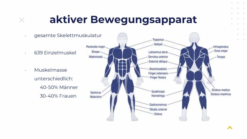 Elisabeth Atapin
Krafttraining
X
X Gliederung
X
01 BIOLOGISCHE
GRUNDLAGEN
aktiver/passiver Bewegungsapparat
Herz-Kreislauf
Atmung
02 FORMEN 
