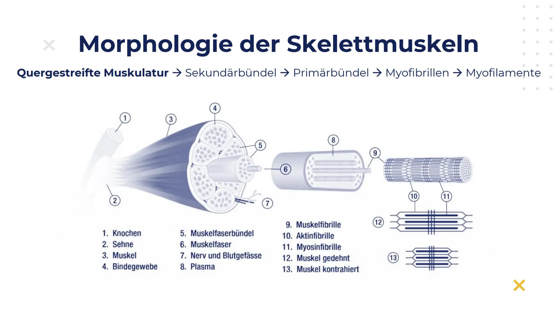 Elisabeth Atapin
Krafttraining
X
X Gliederung
X
01 BIOLOGISCHE
GRUNDLAGEN
aktiver/passiver Bewegungsapparat
Herz-Kreislauf
Atmung
02 FORMEN 