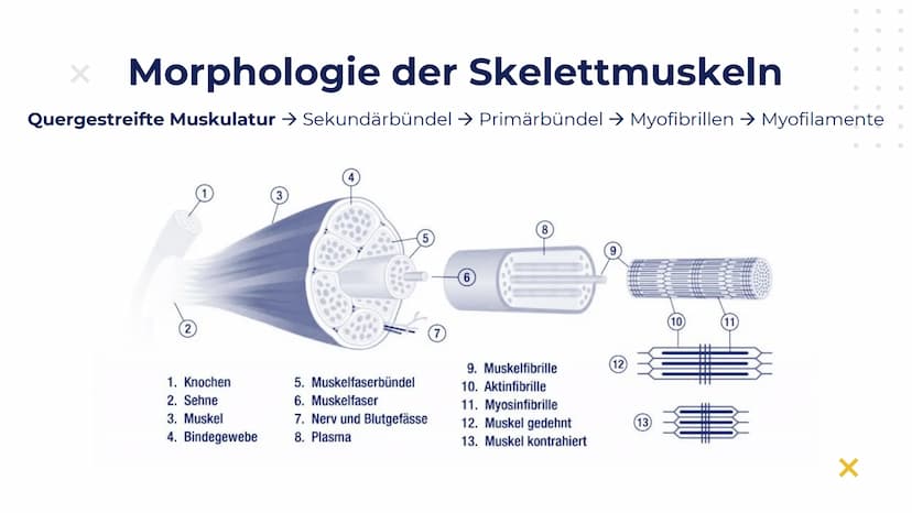 Elisabeth Atapin
Krafttraining
X
X Gliederung
X
01 BIOLOGISCHE
GRUNDLAGEN
aktiver/passiver Bewegungsapparat
Herz-Kreislauf
Atmung
02 FORMEN 