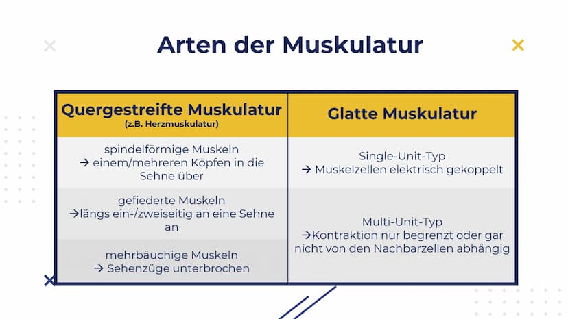 Elisabeth Atapin
Krafttraining
X
X Gliederung
X
01 BIOLOGISCHE
GRUNDLAGEN
aktiver/passiver Bewegungsapparat
Herz-Kreislauf
Atmung
02 FORMEN 