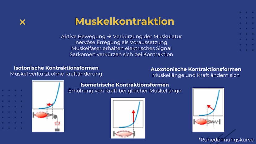 Elisabeth Atapin
Krafttraining
X
X Gliederung
X
01 BIOLOGISCHE
GRUNDLAGEN
aktiver/passiver Bewegungsapparat
Herz-Kreislauf
Atmung
02 FORMEN 