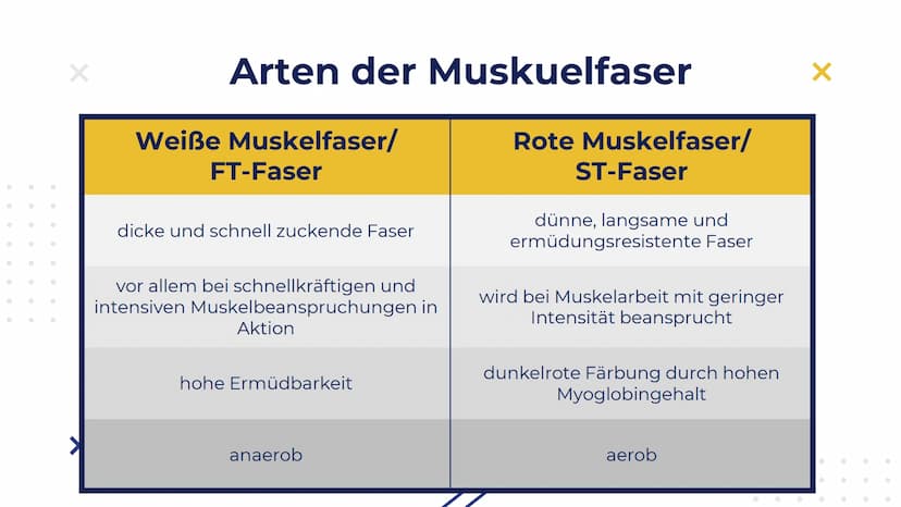 Elisabeth Atapin
Krafttraining
X
X Gliederung
X
01 BIOLOGISCHE
GRUNDLAGEN
aktiver/passiver Bewegungsapparat
Herz-Kreislauf
Atmung
02 FORMEN 