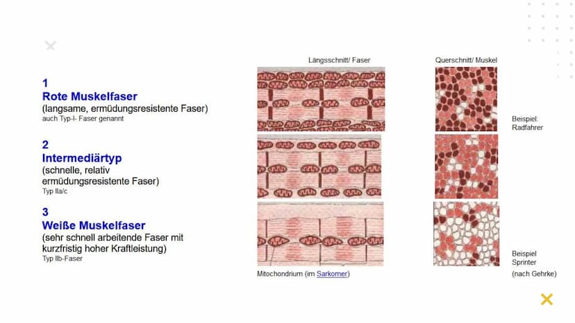 Elisabeth Atapin
Krafttraining
X
X Gliederung
X
01 BIOLOGISCHE
GRUNDLAGEN
aktiver/passiver Bewegungsapparat
Herz-Kreislauf
Atmung
02 FORMEN 