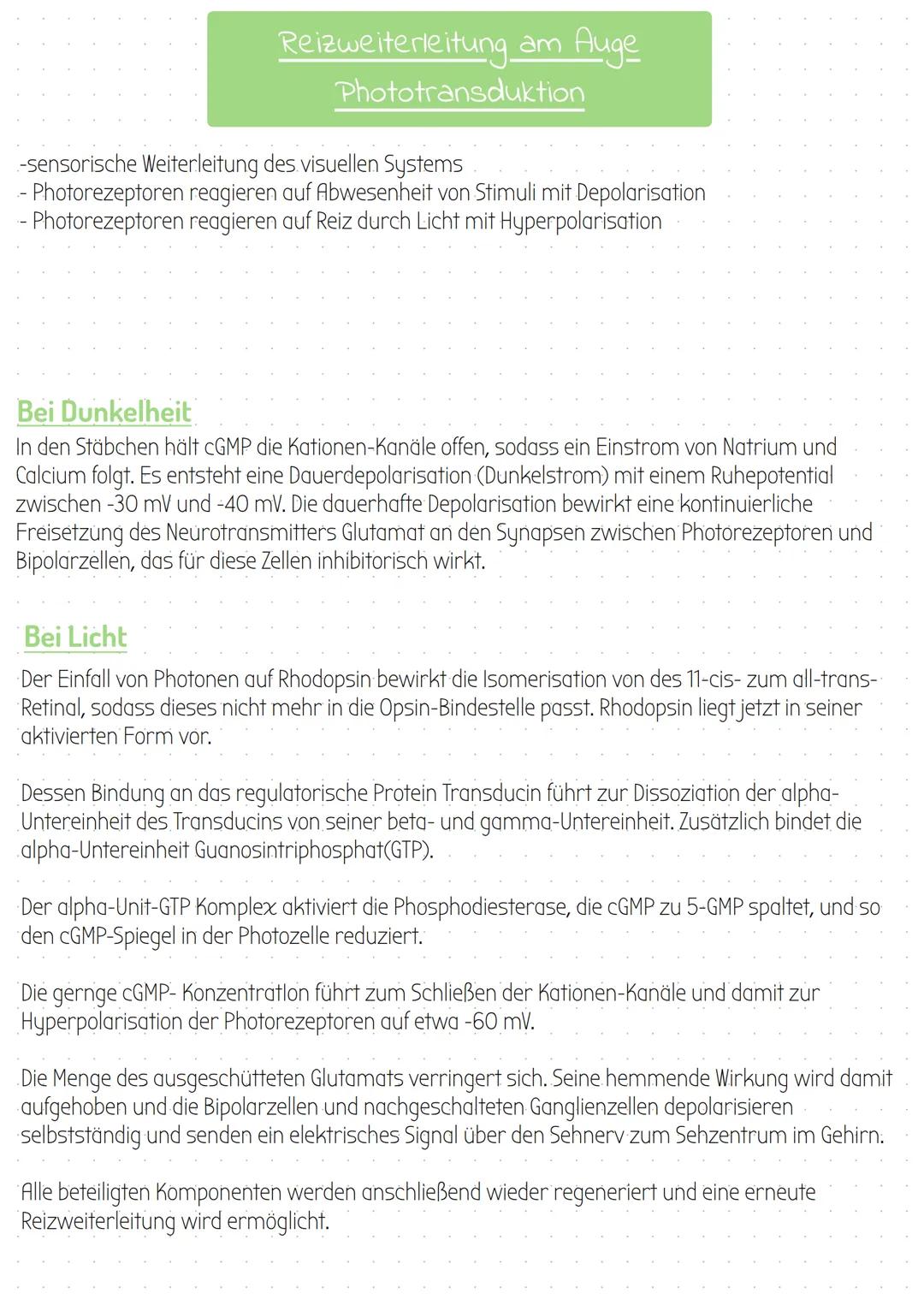 # Schichten der Netzhaut

Ganglienzellen

Lichtwellen

Stäbchen

Amakrine Zellen

Bipolare Zellen

Hrizontalzellen

Schaltzellen

Stäbchen

