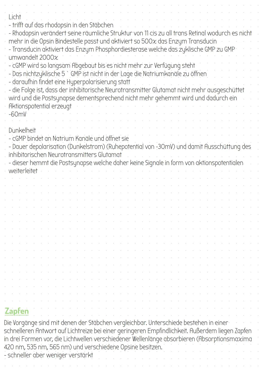 # Schichten der Netzhaut

Ganglienzellen

Lichtwellen

Stäbchen

Amakrine Zellen

Bipolare Zellen

Hrizontalzellen

Schaltzellen

Stäbchen


