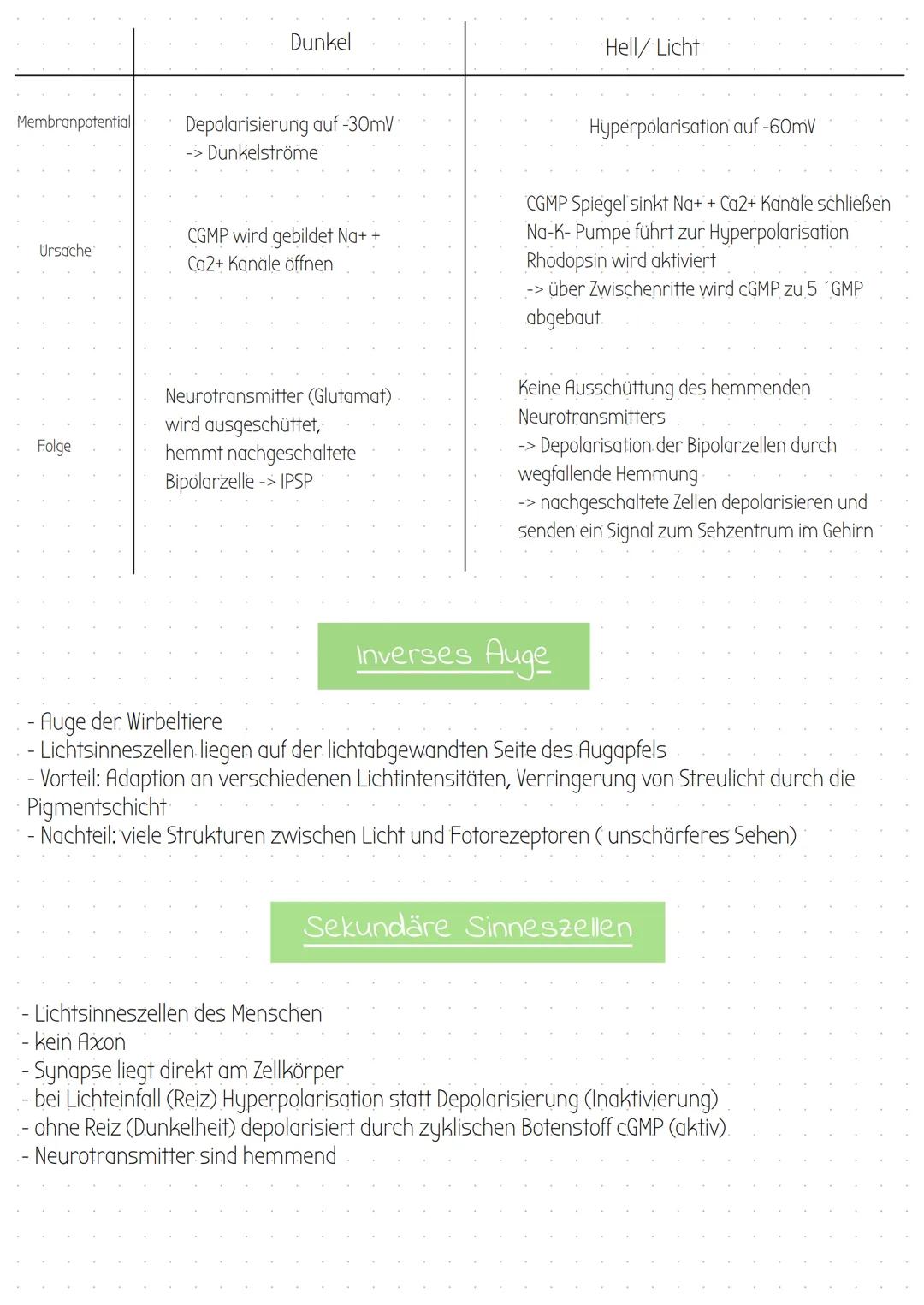 # Schichten der Netzhaut

Ganglienzellen

Lichtwellen

Stäbchen

Amakrine Zellen

Bipolare Zellen

Hrizontalzellen

Schaltzellen

Stäbchen


