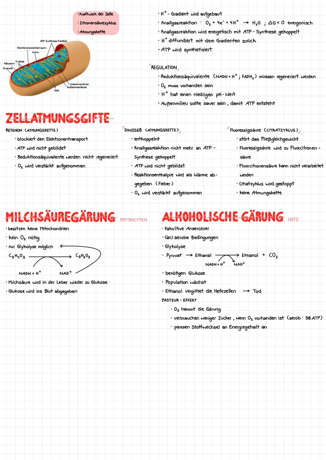ZELLATMUNG
Zellplasma
2
Glukose-
Molekül
C6
Glucose
*
C₂
Pyruvat
GLYKOLYSE
H₂C-C-
Brenztraubensäure
NADH+H
H₂O
2 NAD
2 ADP + 2 P
2 ATP
2 NAD