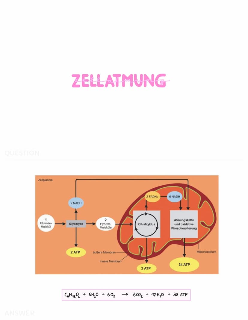 ZELLATMUNG
Zellplasma
2
Glukose-
Molekül
C6
Glucose
*
C₂
Pyruvat
GLYKOLYSE
H₂C-C-
Brenztraubensäure
NADH+H
H₂O
2 NAD
2 ADP + 2 P
2 ATP
2 NAD