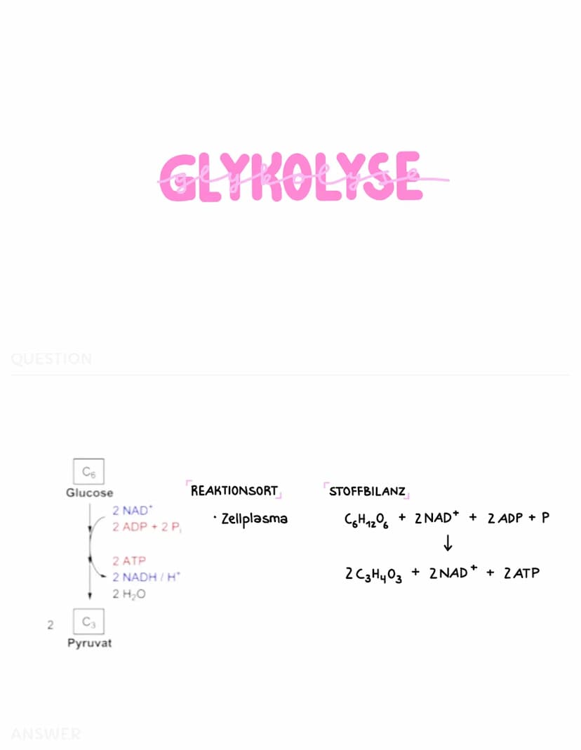 ZELLATMUNG
Zellplasma
2
Glukose-
Molekül
C6
Glucose
*
C₂
Pyruvat
GLYKOLYSE
H₂C-C-
Brenztraubensäure
NADH+H
H₂O
2 NAD
2 ADP + 2 P
2 ATP
2 NAD