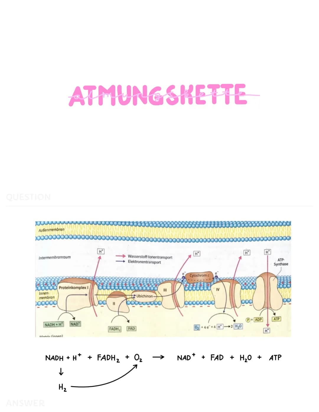 ZELLATMUNG
Zellplasma
2
Glukose-
Molekül
C6
Glucose
*
C₂
Pyruvat
GLYKOLYSE
H₂C-C-
Brenztraubensäure
NADH+H
H₂O
2 NAD
2 ADP + 2 P
2 ATP
2 NAD