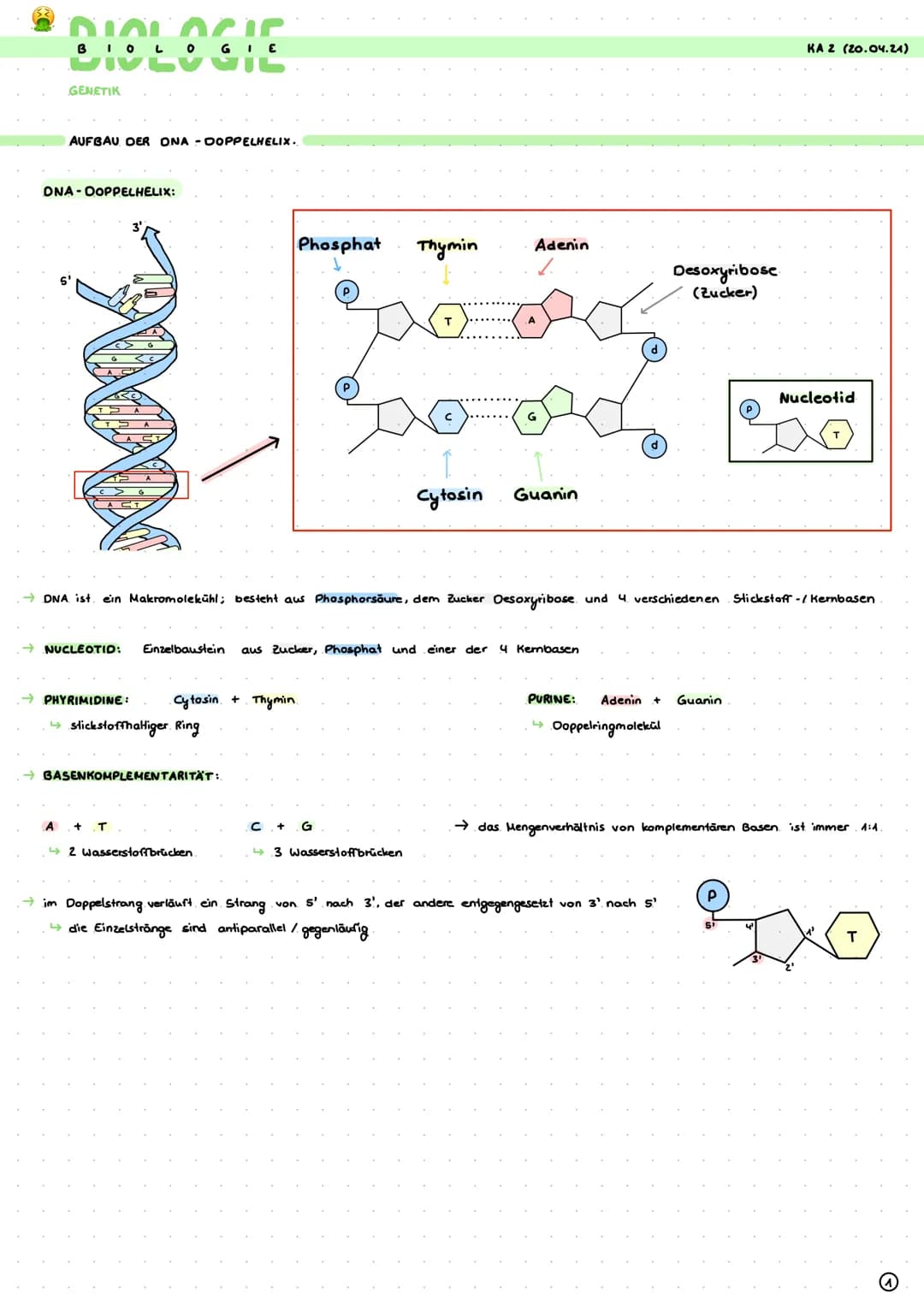 DIOLOGIE
ι ο
GENETIK
AUFBAU DER ONA-DOPPELHELIX..
DNA OOPPELHELIX:
PHYRIMIDINE:
↳stickstoffhaltiger. Ring
Cytosin + Thymin.
→BASENKOMPLEMENT