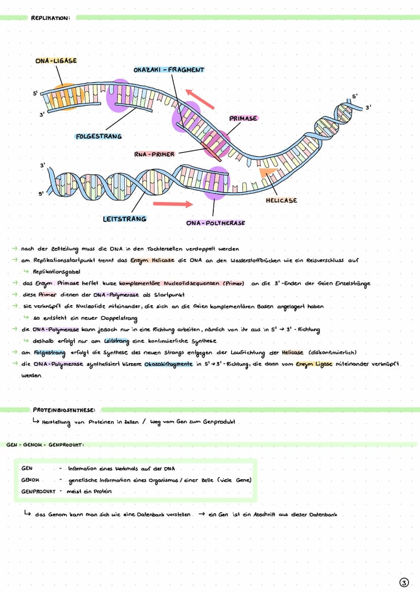 DIOLOGIE
ι ο
GENETIK
AUFBAU DER ONA-DOPPELHELIX..
DNA OOPPELHELIX:
PHYRIMIDINE:
↳stickstoffhaltiger. Ring
Cytosin + Thymin.
→BASENKOMPLEMENT