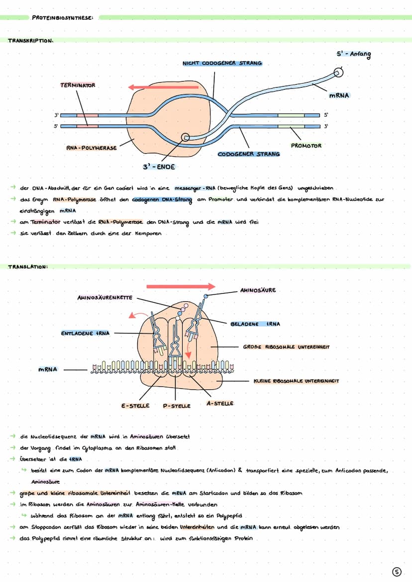 DIOLOGIE
ι ο
GENETIK
AUFBAU DER ONA-DOPPELHELIX..
DNA OOPPELHELIX:
PHYRIMIDINE:
↳stickstoffhaltiger. Ring
Cytosin + Thymin.
→BASENKOMPLEMENT