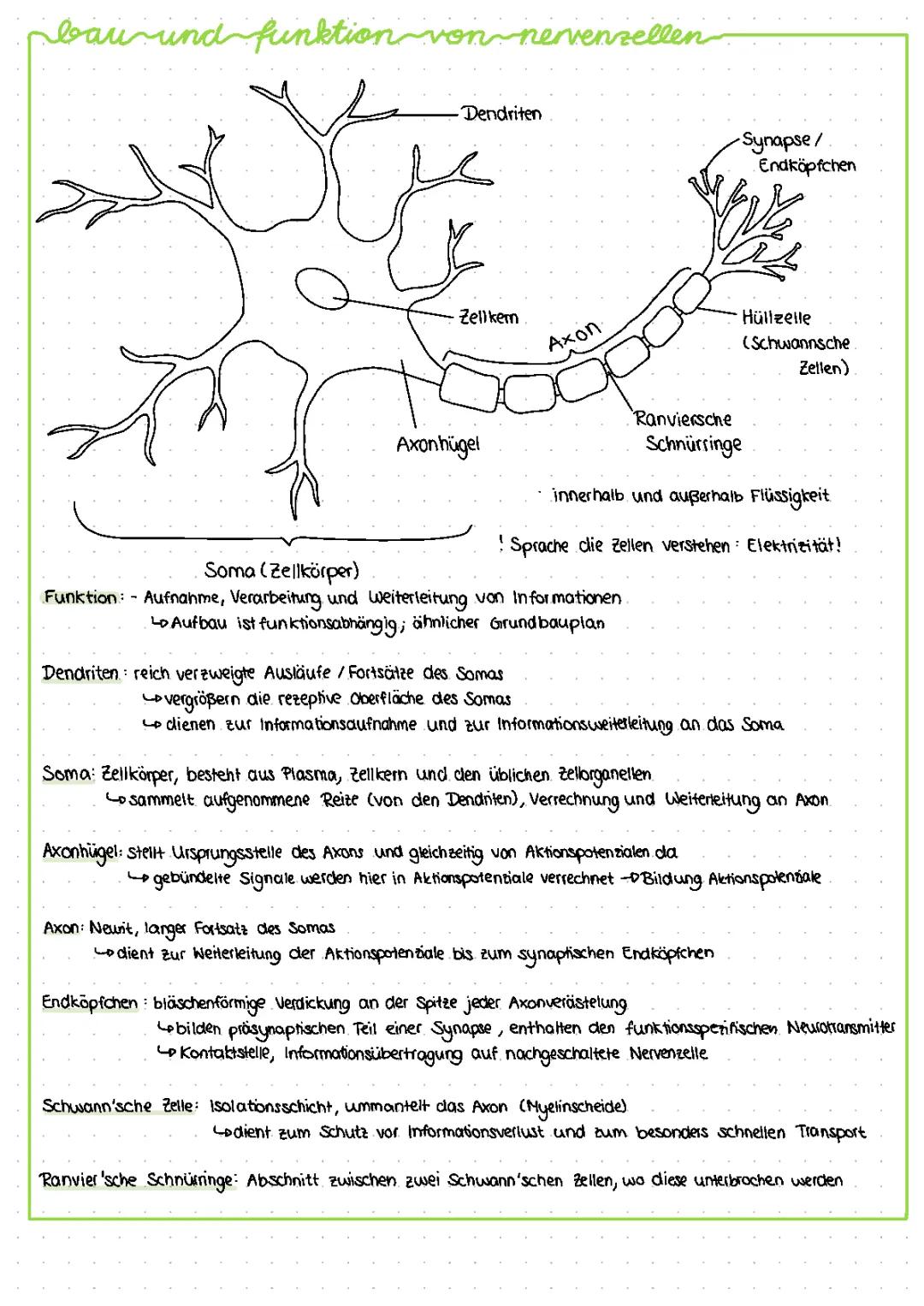 Lernzettel Nervenzelle