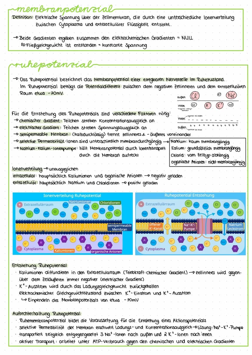 bau und funktion-von-nervenzellen
-Dendriten
Zellkern
Axonhügel
Axon
Soma (Zellkörper)
Funktion: -Aufnahme, Verarbeitung und Weiterleitung v