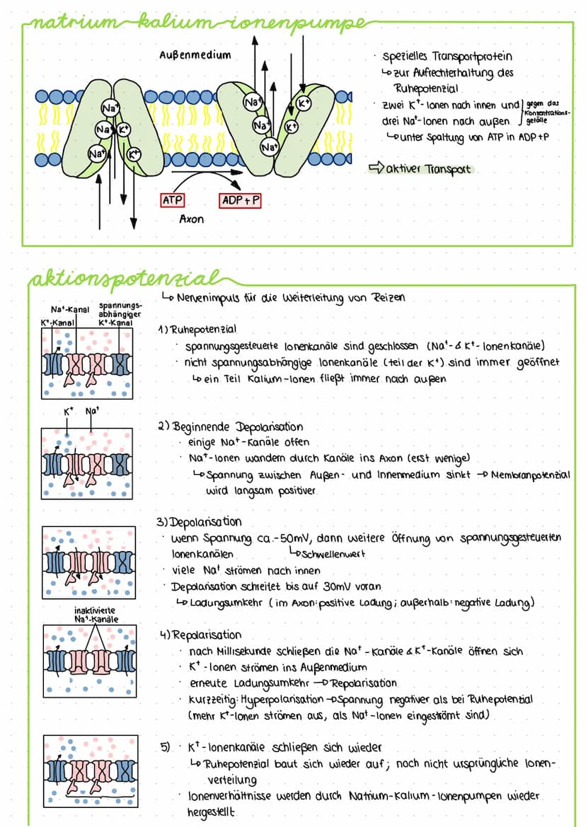 bau und funktion-von-nervenzellen
-Dendriten
Zellkern
Axonhügel
Axon
Soma (Zellkörper)
Funktion: -Aufnahme, Verarbeitung und Weiterleitung v