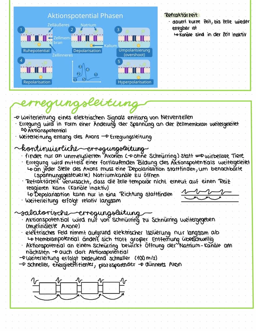 bau und funktion-von-nervenzellen
-Dendriten
Zellkern
Axonhügel
Axon
Soma (Zellkörper)
Funktion: -Aufnahme, Verarbeitung und Weiterleitung v