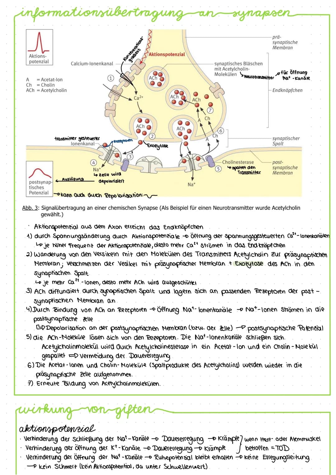 bau und funktion-von-nervenzellen
-Dendriten
Zellkern
Axonhügel
Axon
Soma (Zellkörper)
Funktion: -Aufnahme, Verarbeitung und Weiterleitung v