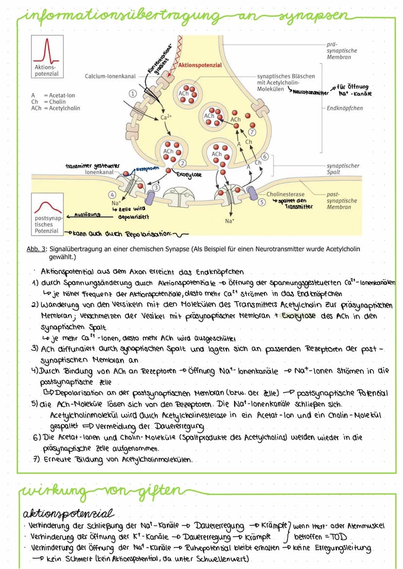 bau und funktion-von-nervenzellen
-Dendriten
Zellkern
Axonhügel
Axon
Soma (Zellkörper)
Funktion: -Aufnahme, Verarbeitung und Weiterleitung v