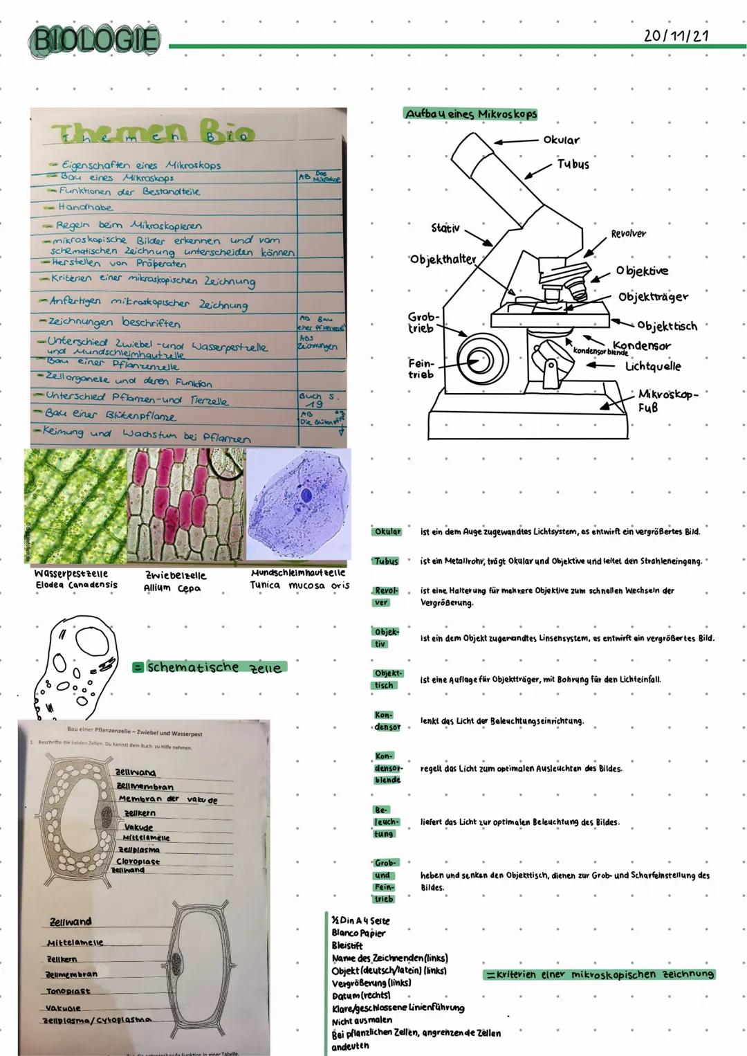 # BIOLOGIE

# Themen Bio
- Eigenschaften eines Mikroskops
- Bau eines Mikroskops
- Funktionen der Bestandteile
- Handhabe

-Regeln beim Mikr