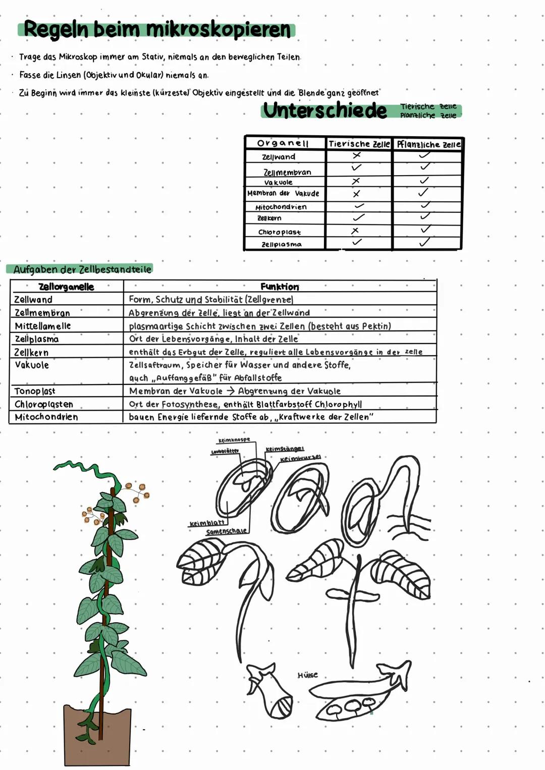 # BIOLOGIE

# Themen Bio
- Eigenschaften eines Mikroskops
- Bau eines Mikroskops
- Funktionen der Bestandteile
- Handhabe

-Regeln beim Mikr