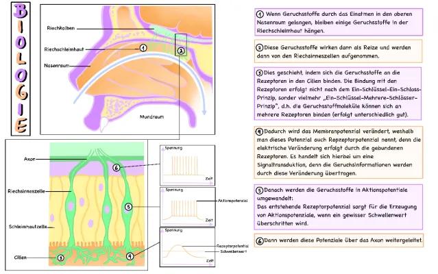 Know Signaltransduktion an Riechzellen  thumbnail