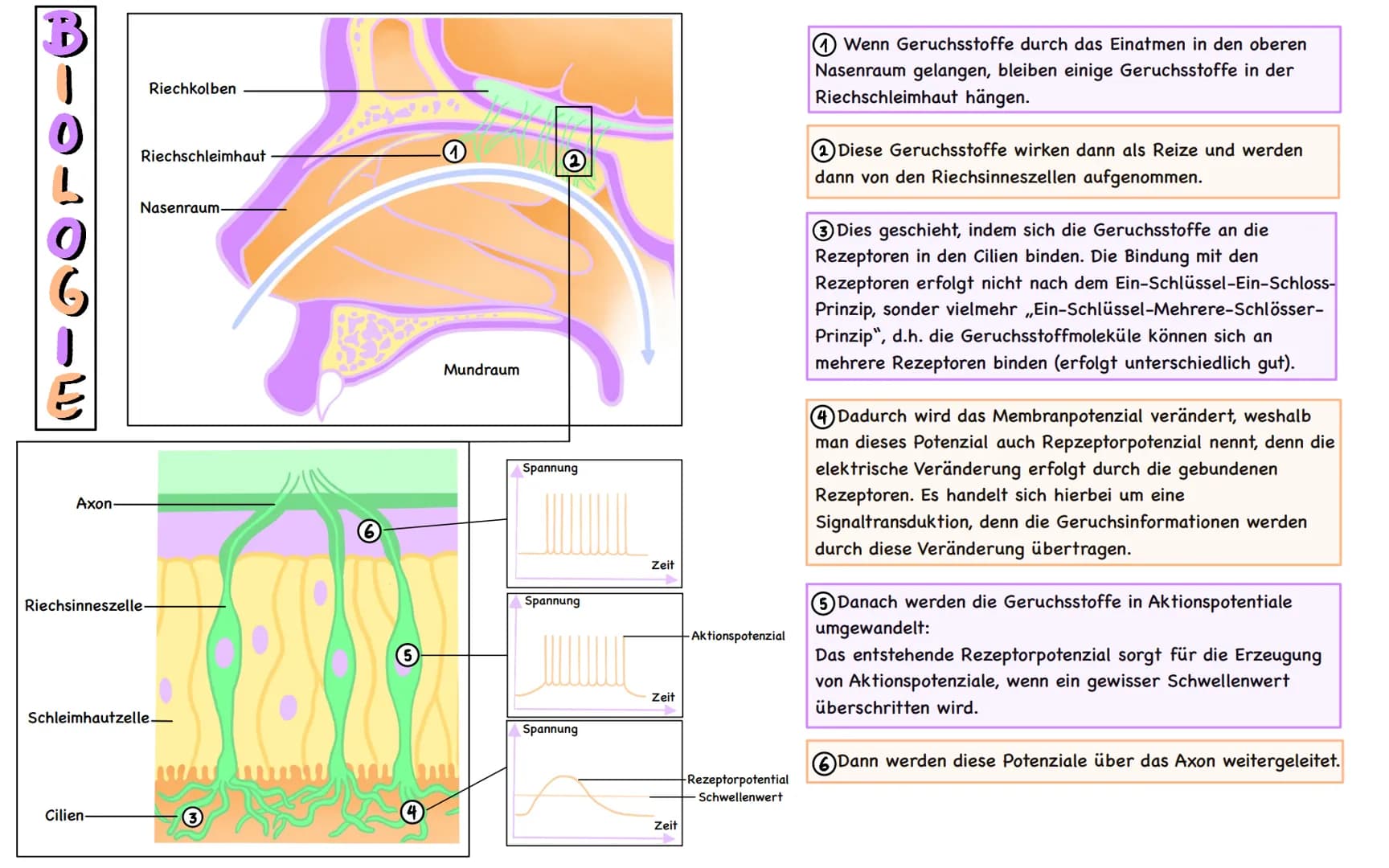 Axon
Riechkolben
Riechschleimhaut
Riechsinneszelle-
Cilien-
Nasenraum.
Schleimhautzelle-
Ost
5
Mundraum
Spannung
Spannung
Spannung
Zeit
Zeit