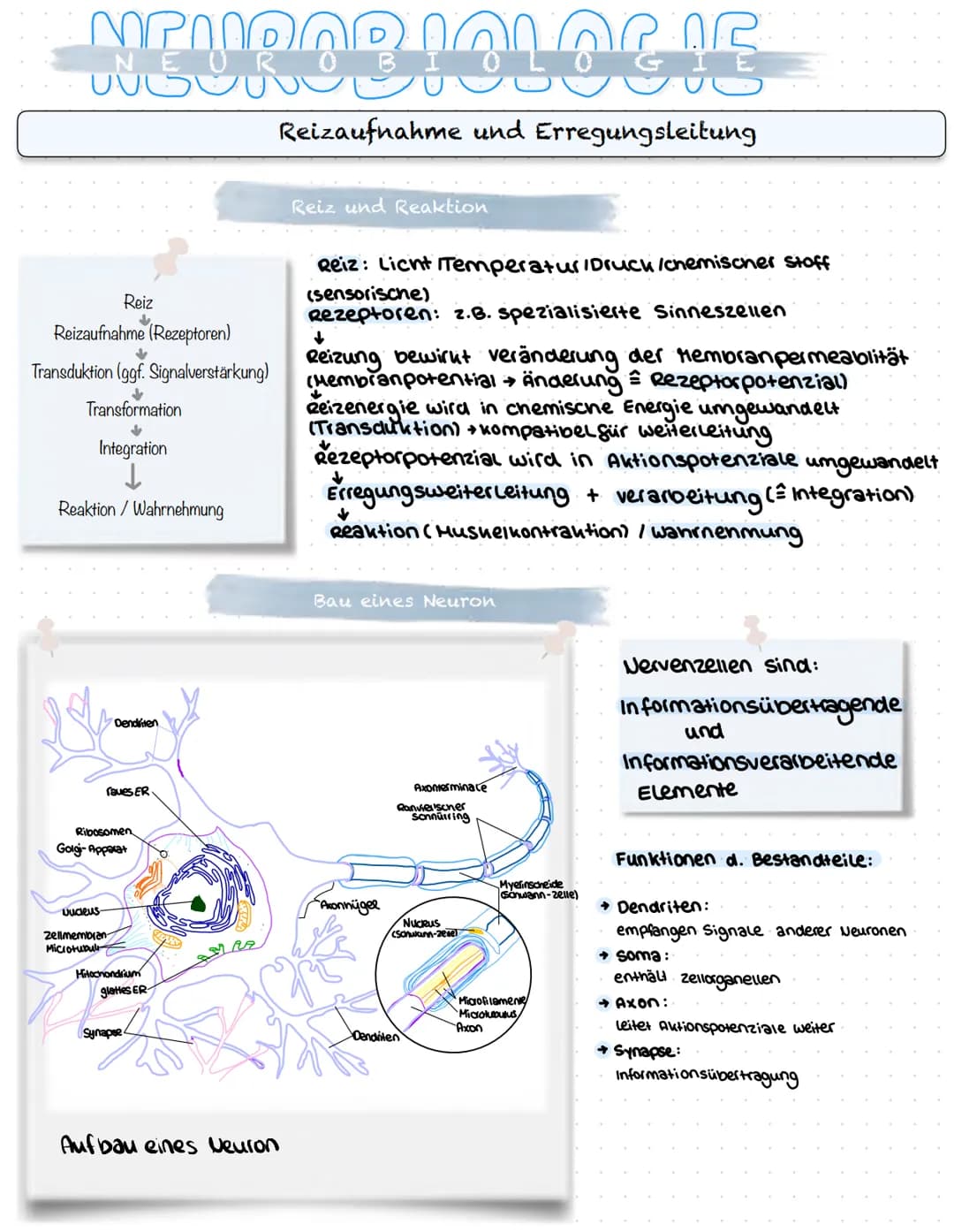 NEUROBIOLOGIE
Reizaufnahme und Erregungsleitung
Reizaufnahme (Rezeptoren)
Transduktion (ggf. Signalverstärkung)
↓
Transformation
Reiz
↓
Inte