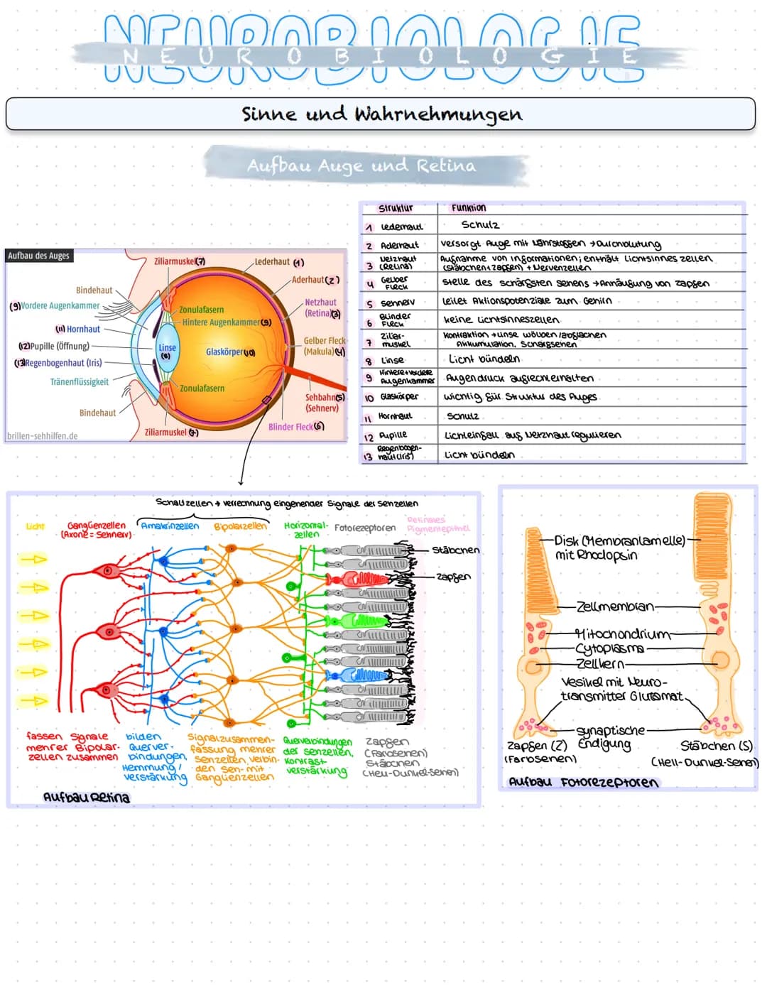 NEUROBIOLOGIE
Reizaufnahme und Erregungsleitung
Reizaufnahme (Rezeptoren)
Transduktion (ggf. Signalverstärkung)
↓
Transformation
Reiz
↓
Inte