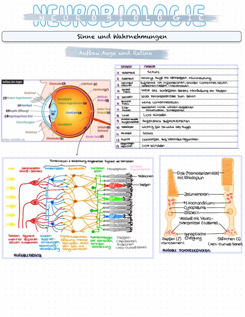 NEUROBIOLOGIE
Reizaufnahme und Erregungsleitung
Reizaufnahme (Rezeptoren)
Transduktion (ggf. Signalverstärkung)
↓
Transformation
Reiz
↓
Inte
