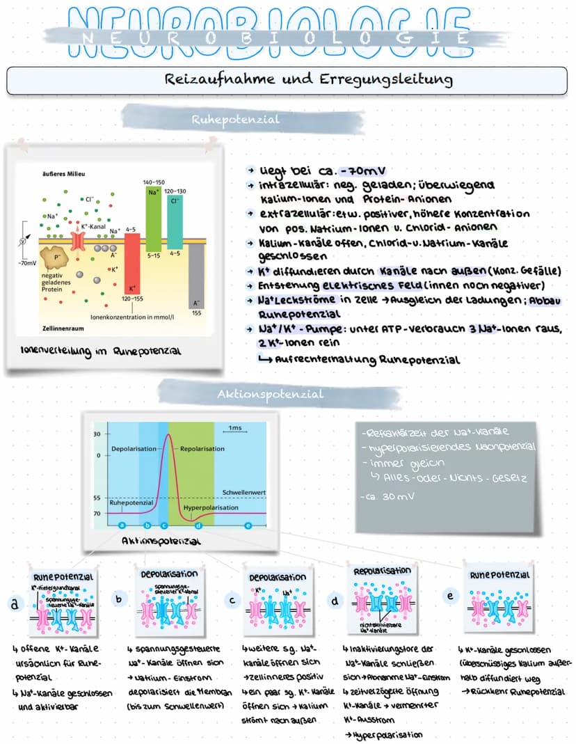 NEUROBIOLOGIE
Reizaufnahme und Erregungsleitung
Reizaufnahme (Rezeptoren)
Transduktion (ggf. Signalverstärkung)
↓
Transformation
Reiz
↓
Inte